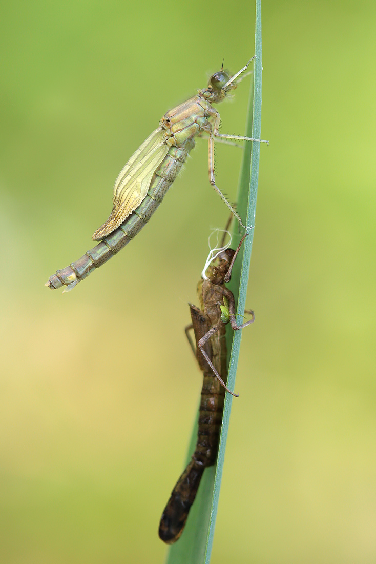 Erythromma najas_w_schlupf_IMG_3629.jpg