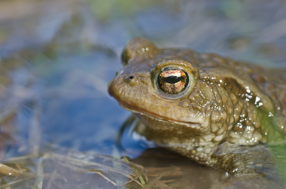 Bufo-1.jpg