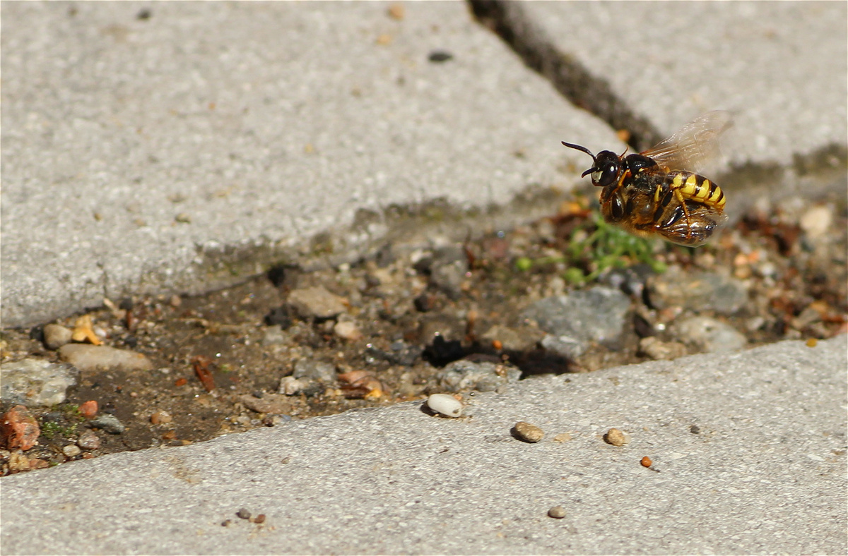 biene und wolf makro.jpg