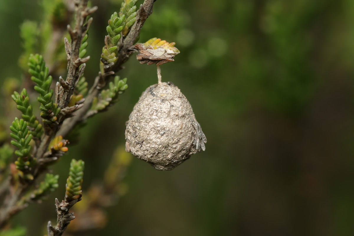 Acroeca brunnea Liocranidae Spinnen  Seedorf Juli 09x 2 groß.jpg