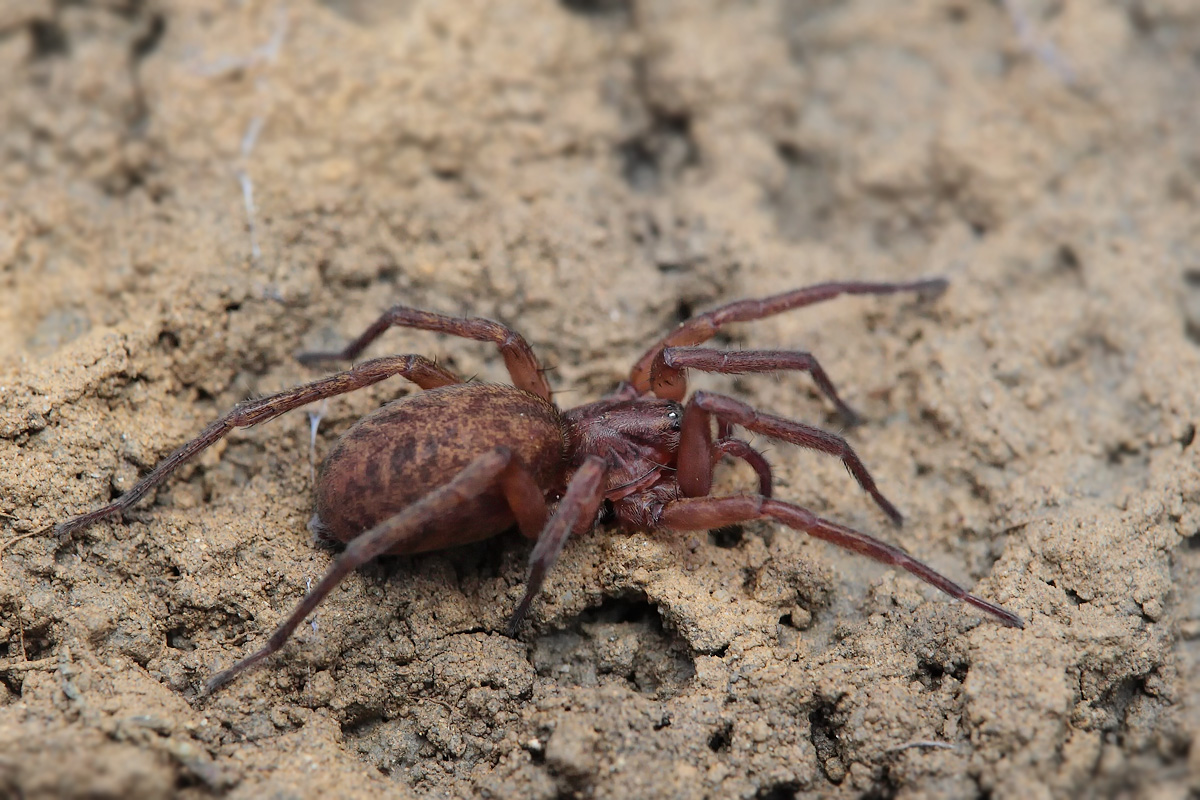 Agroeca brunnea Feenlämpchenspinne Liocranidae Spinnen Sinatengrün April 2011x 5 groß.jpg
