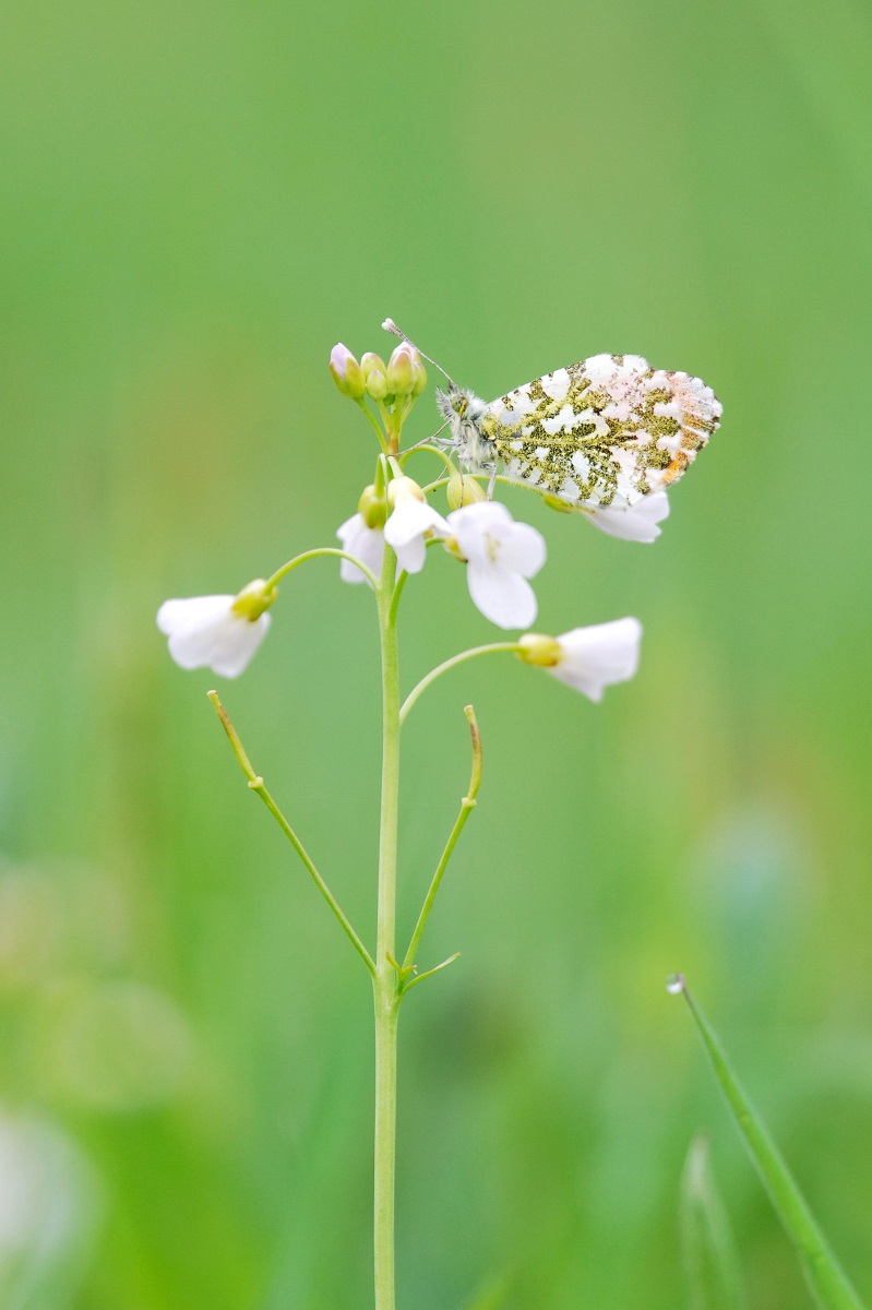 Aurora 2 - Kopie.JPG