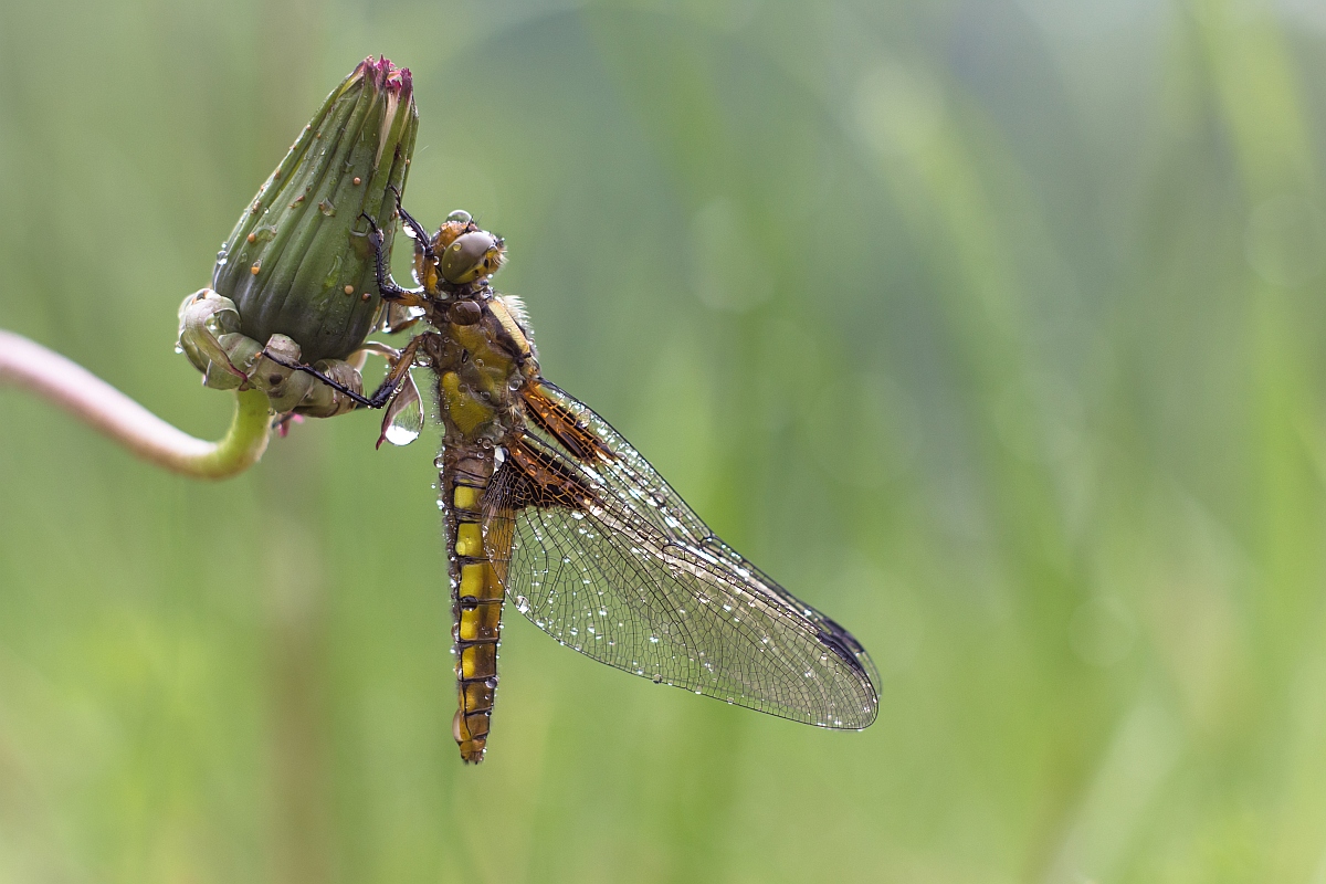 Plattbauch (Libellula depressa)1.jpg