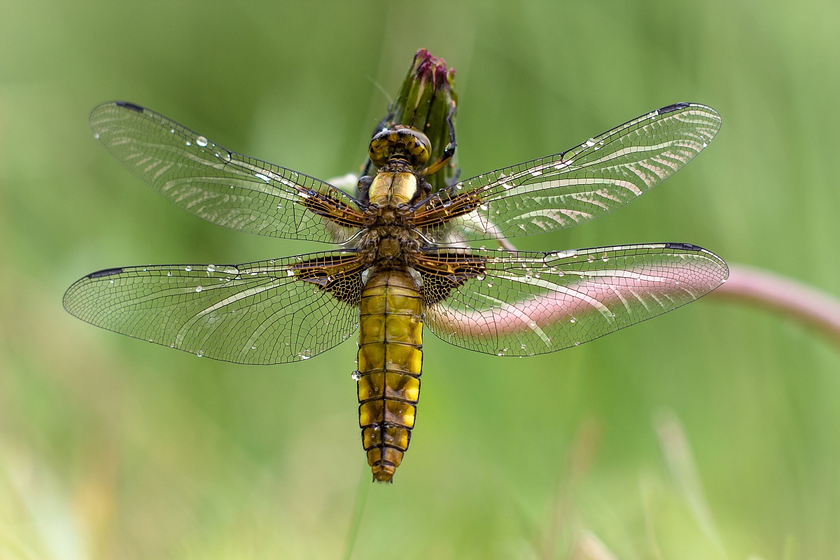 Plattbauch (Libellula depressa).jpg