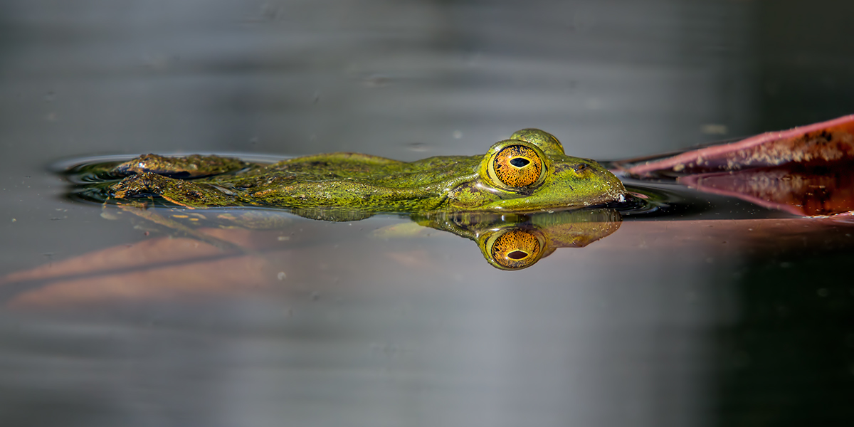 compFrösche9.5.2013HinwilerrietDSC_3271 16zu8 75%%.jpg
