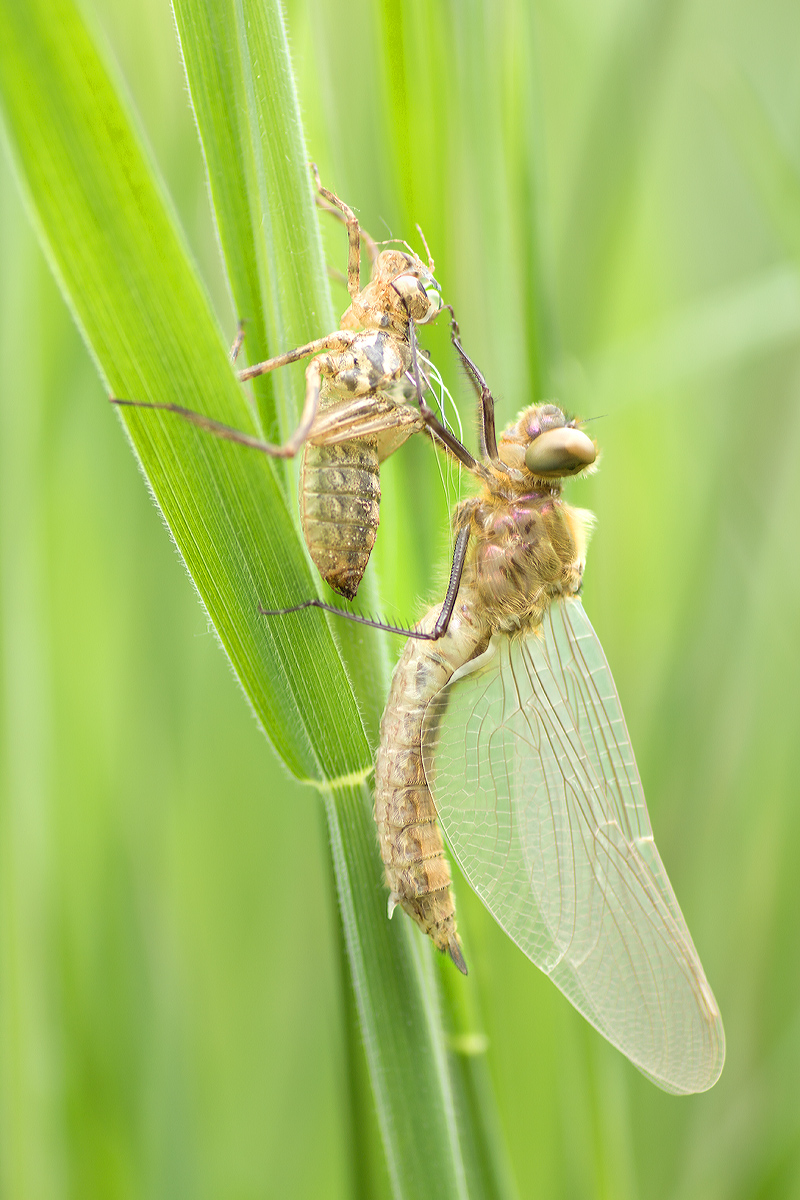 Libellengeburt.jpg