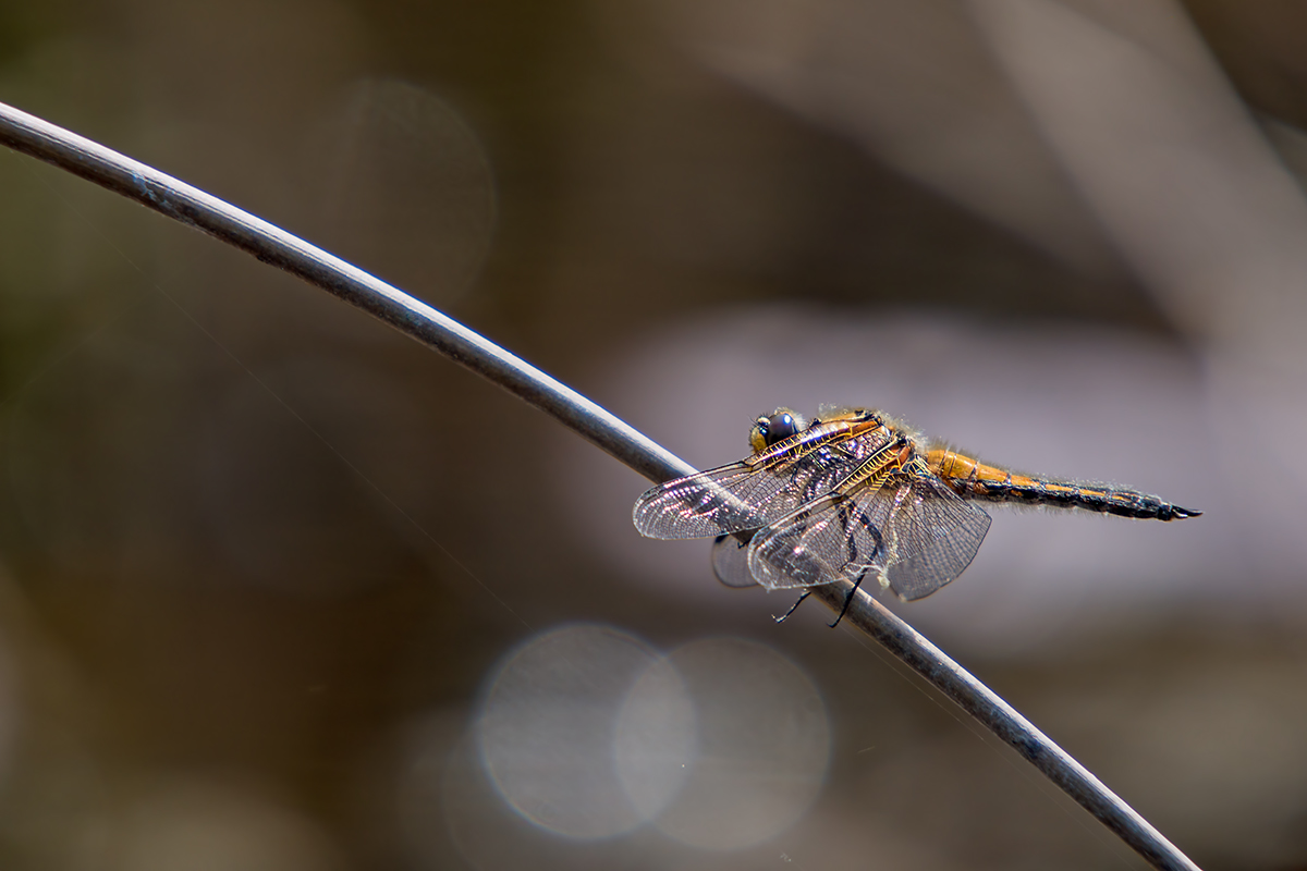 compVierfleck9.5.2013HinwilerrietDSC_3324 83%.jpg