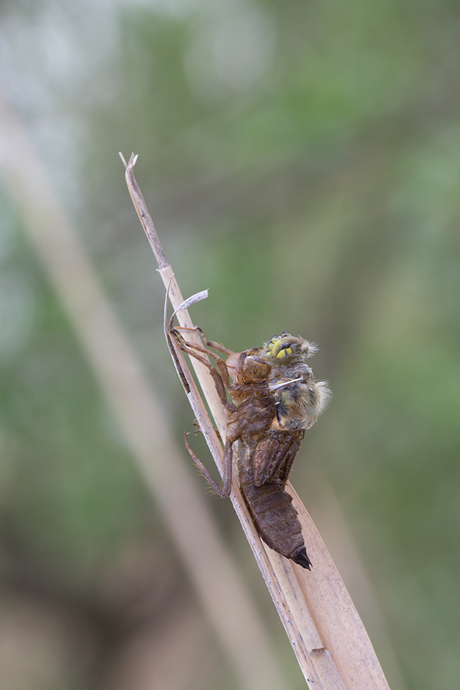 libellenschlupf 3b isabel.jpg