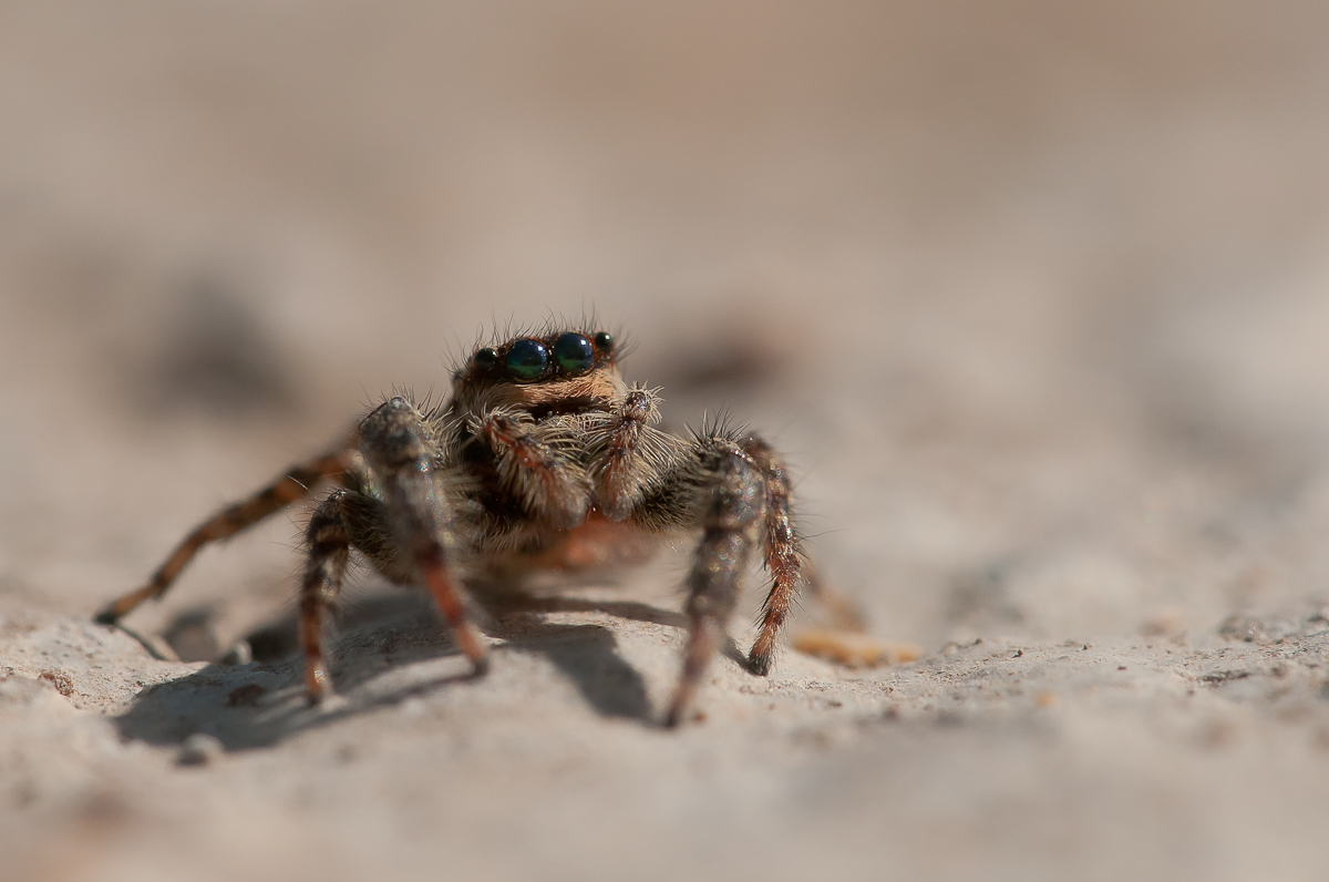 Springspinne-3588.jpg