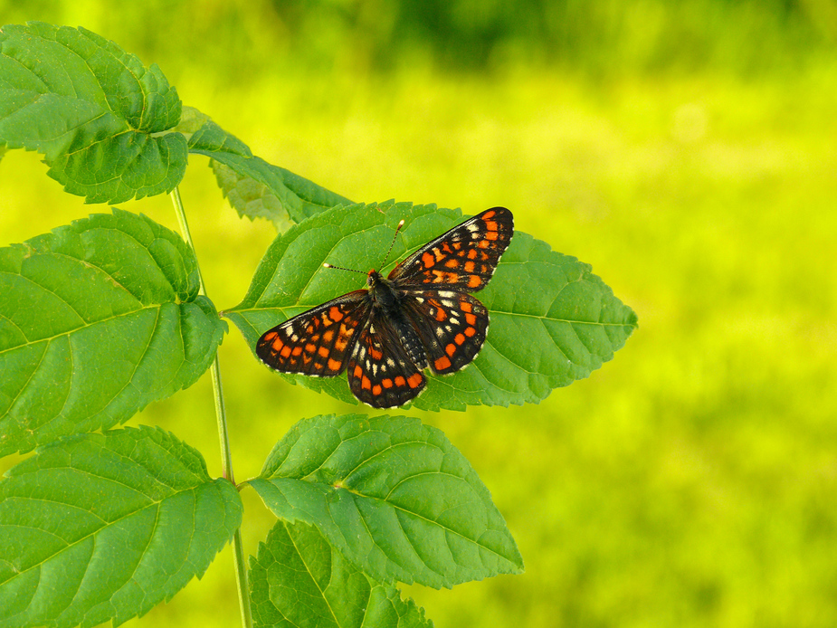 dryas_maturna__maivogel__93__passig_gemacht.jpg