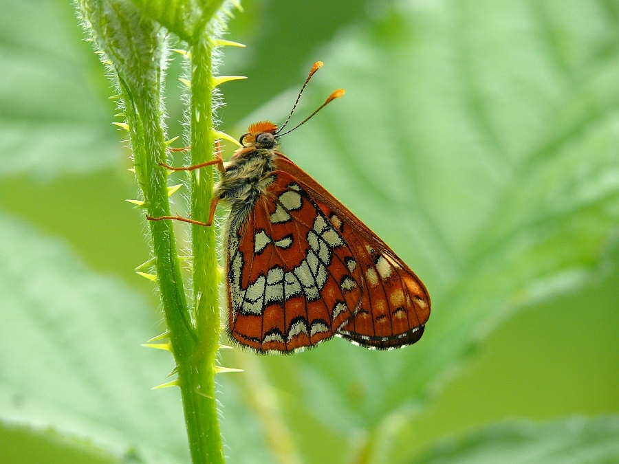 dryas_maturna__maivogel__80__passig_gemacht.jpg