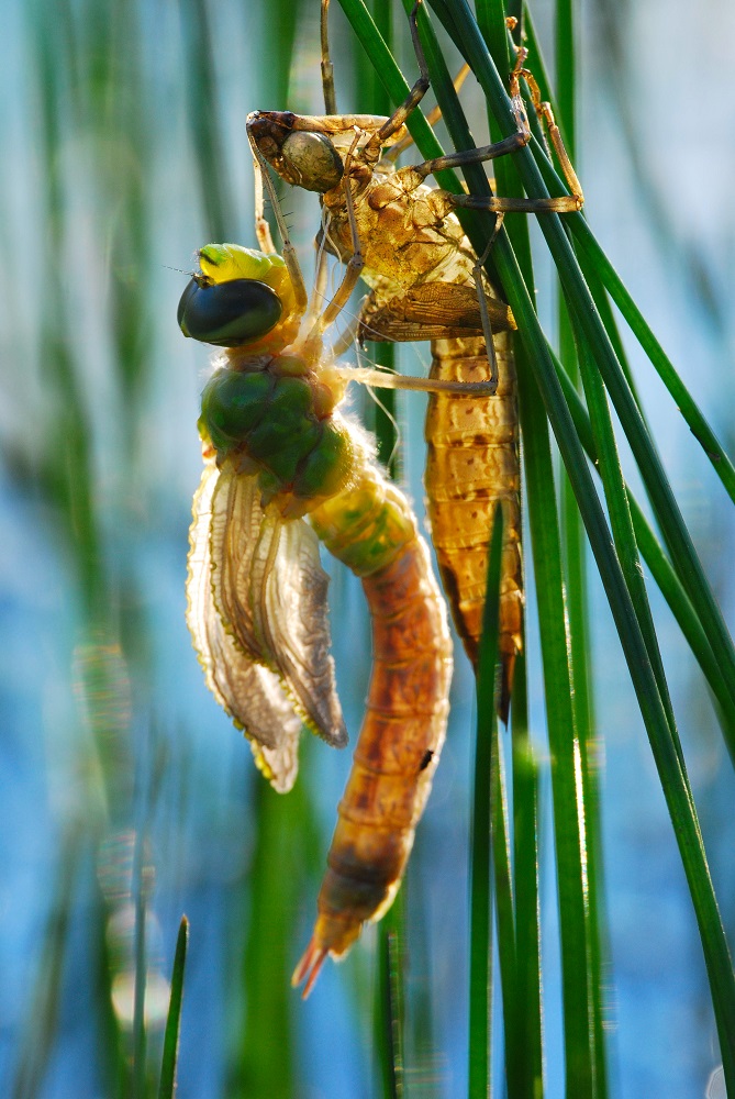 DSC_8678 - Kopie.JPG