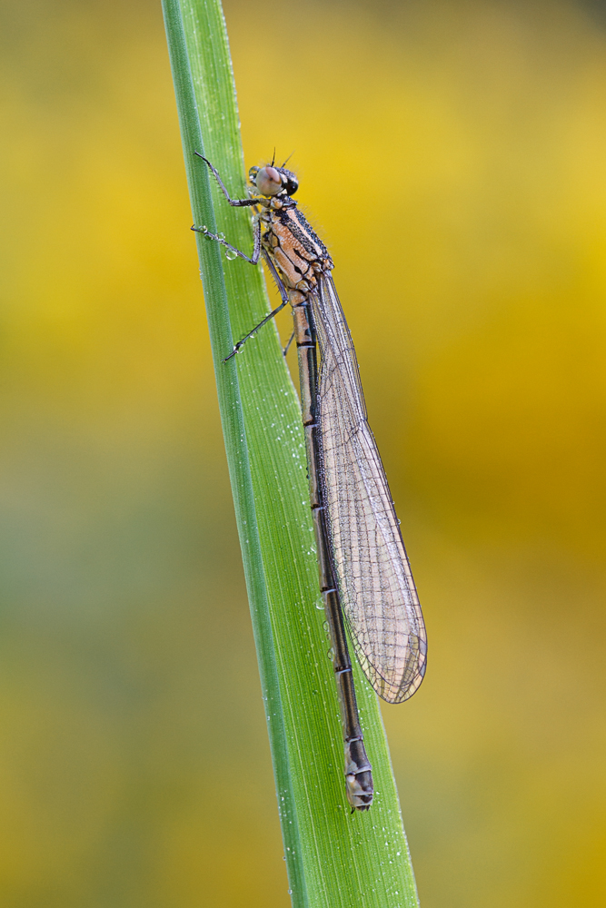 20130525-IMG_9462-b.jpg