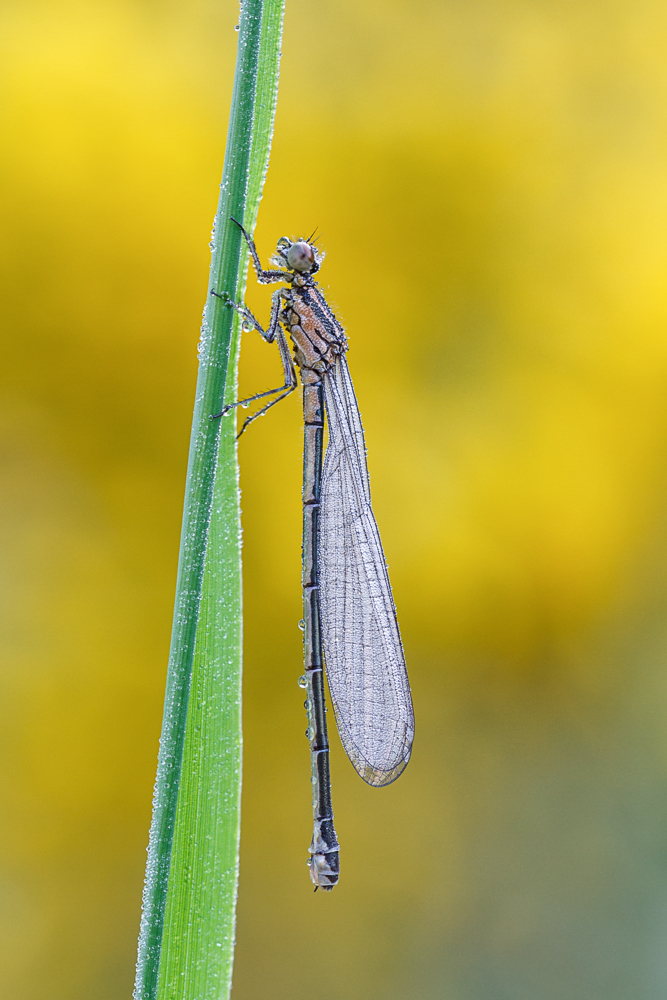 20130525-IMG_9449-b-3.jpg