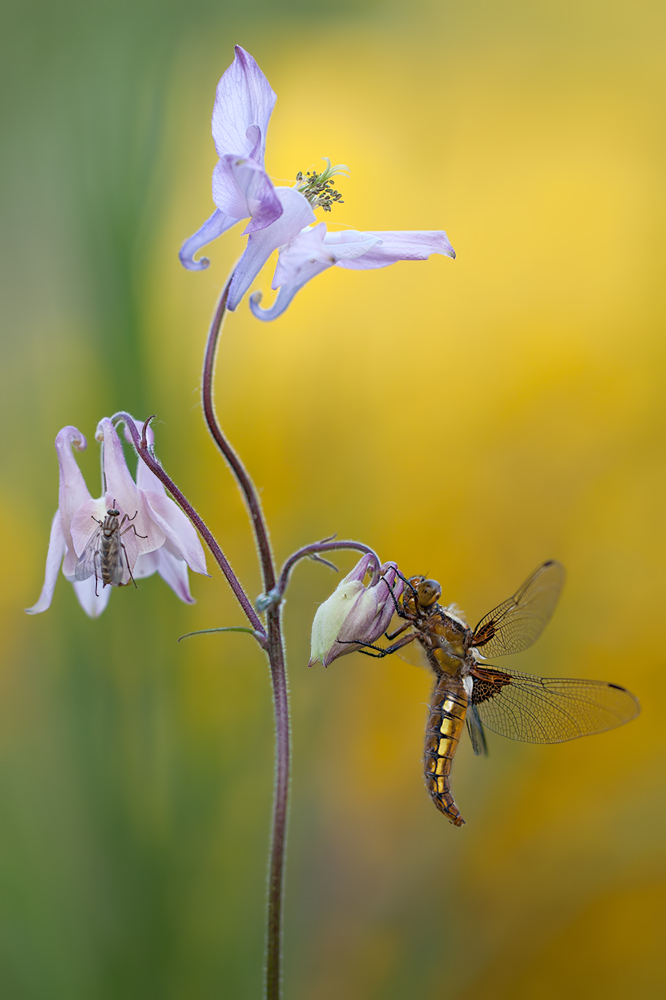 Plattbauch+Fliege.jpg