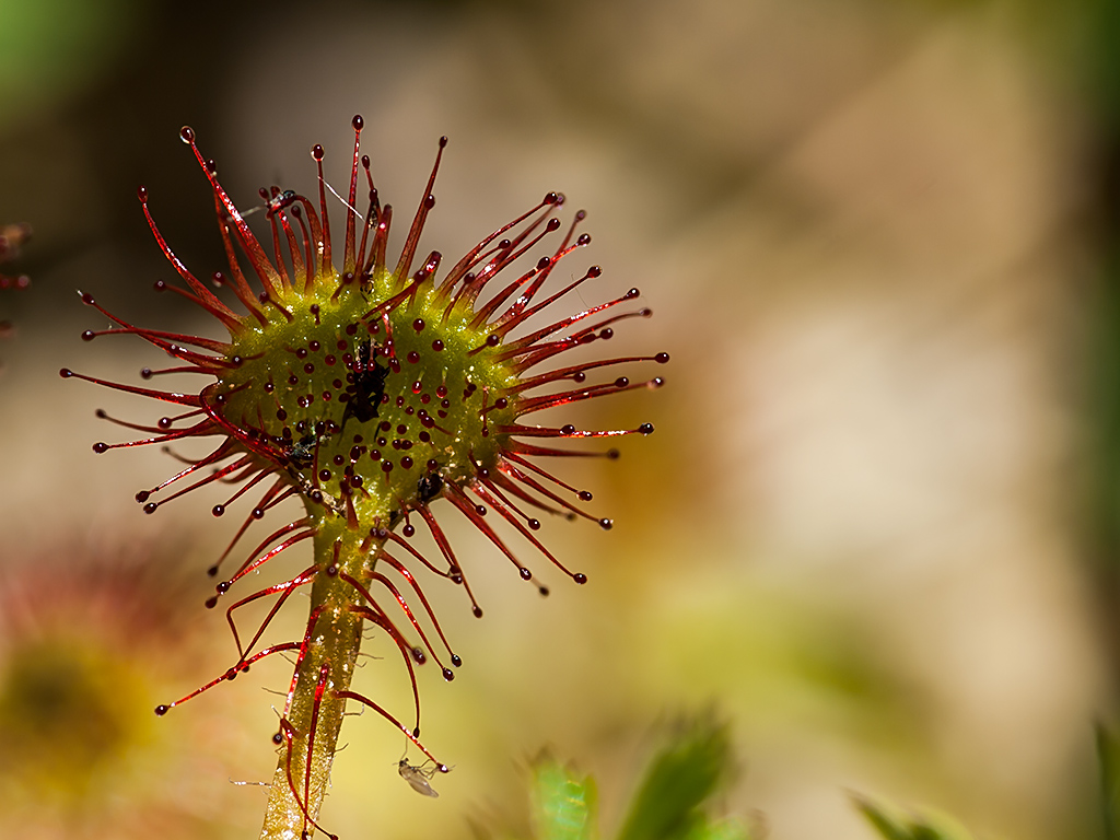 P5202961 Sonnentau.jpg