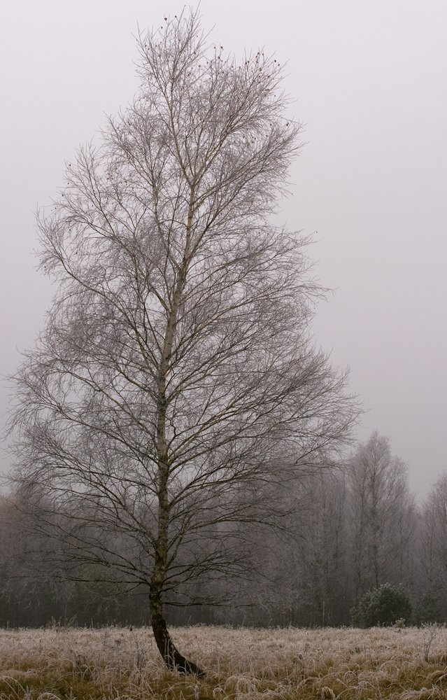 _MG_5704_moorbirke.jpg