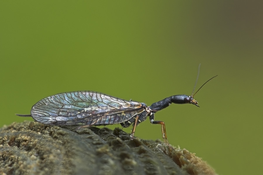 NW 0953 1.2 11.0 100  RabengrundDSC_0953Kamelhalsfliege-01.jpg