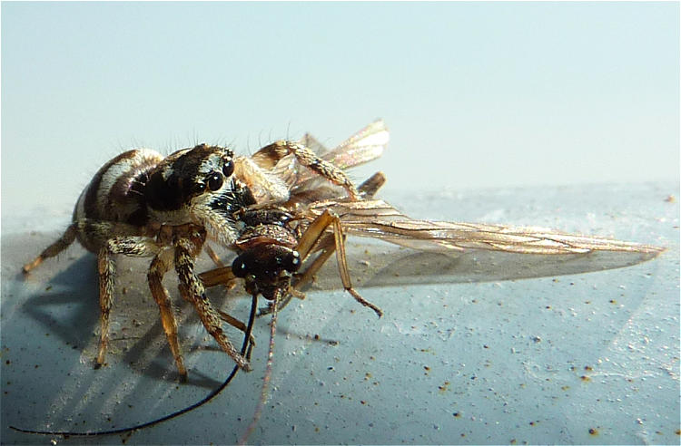Salticus scenicus06.jpg