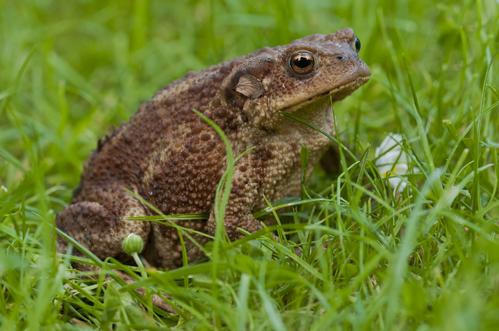 PIX_9249_1000.jpg