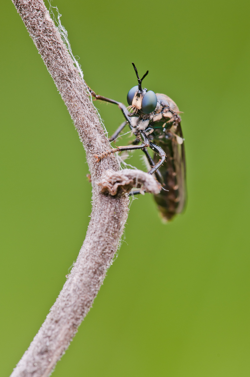 schwarze Habichtfliege-6597.jpg