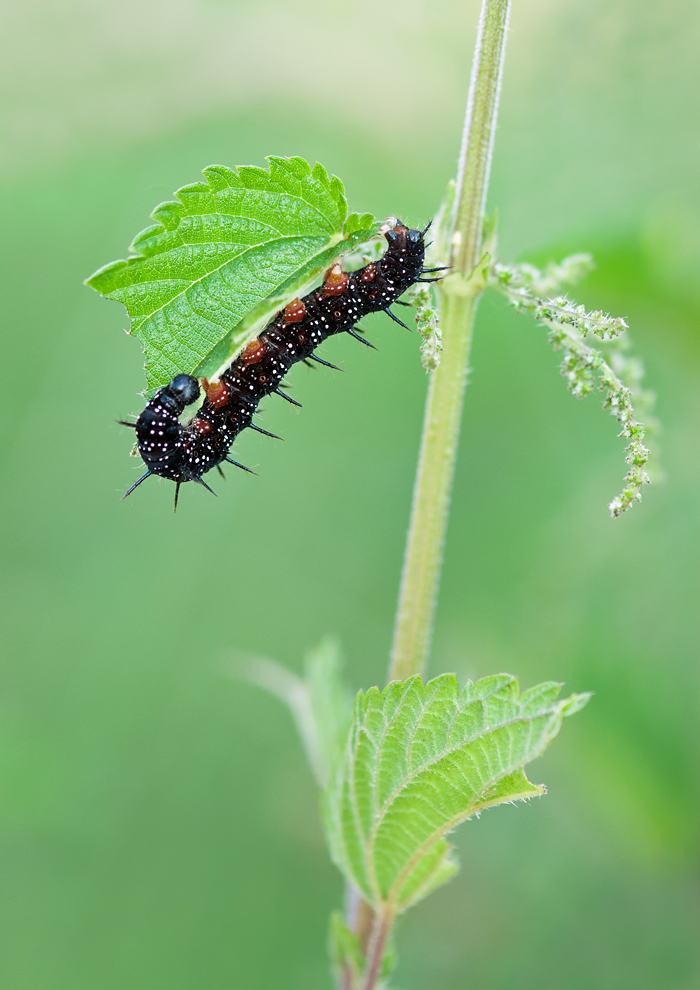 Raupe Tagpfauenauge web DSC_0273.jpg