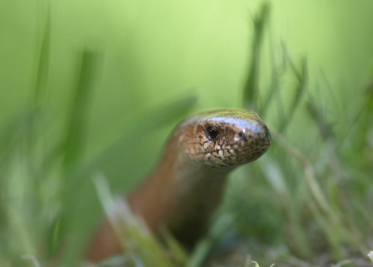 Blindschleiche  iso 200  f 3.5  50tel  02.06.13_filtered.jpg