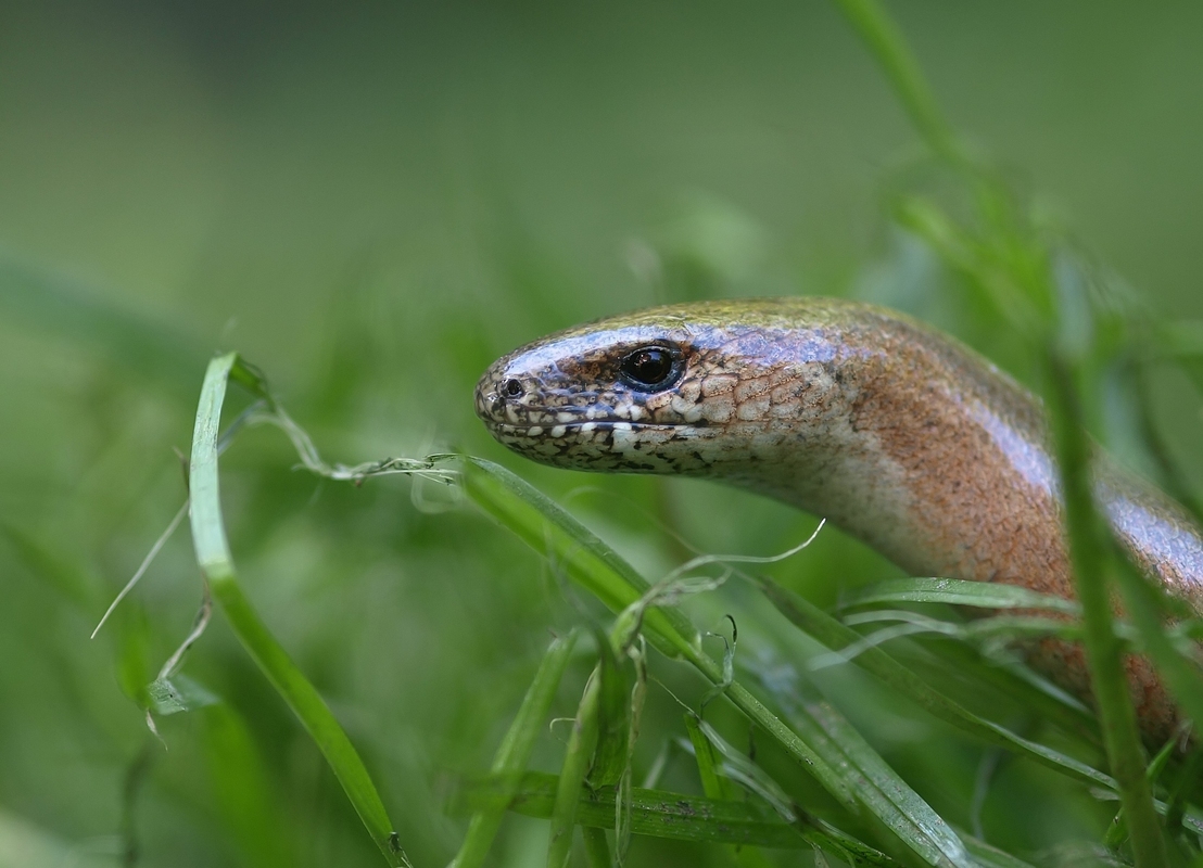 Blindschleiche  iso 200  f3.5  40tel  02.06.13_filtered.jpg
