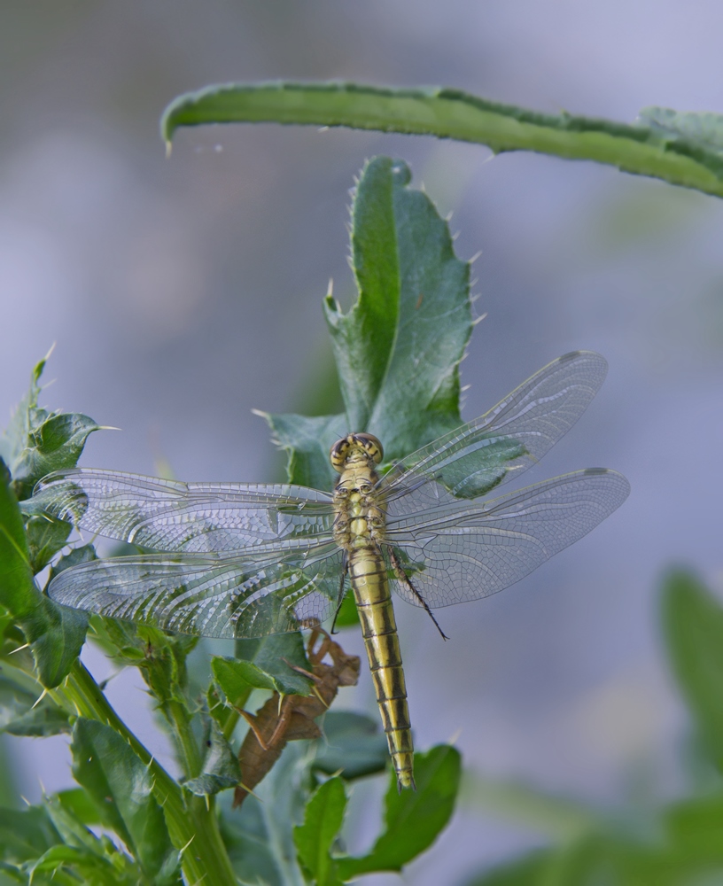 DSC_2330.jpg