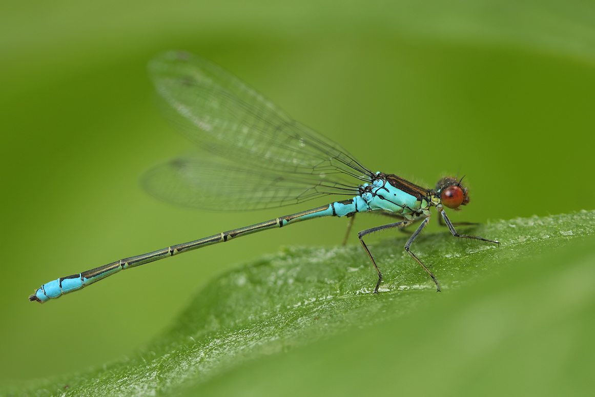 Erythromma viridulum_m_IMG_3029.jpg