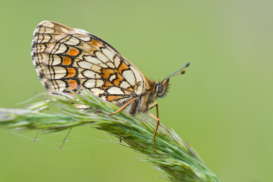 Scheckenfalter1_1.jpg