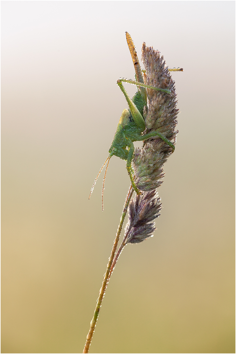 4572 Barbitistes serricauda - Laubholz-Säbelschrecke.jpg