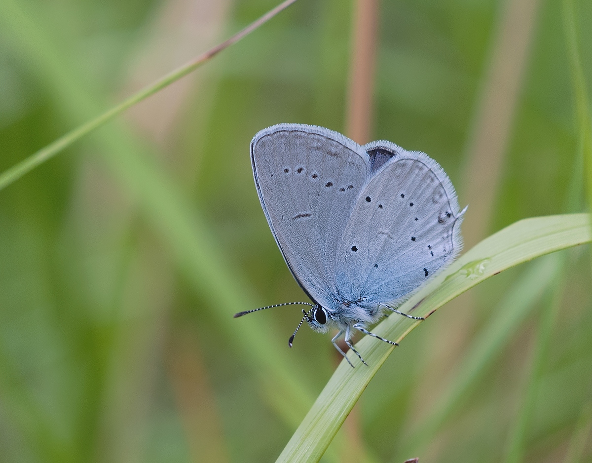 DSC_2660.jpg