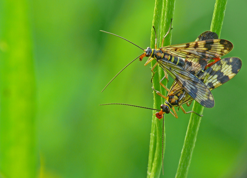 skorpionfliegen.jpg