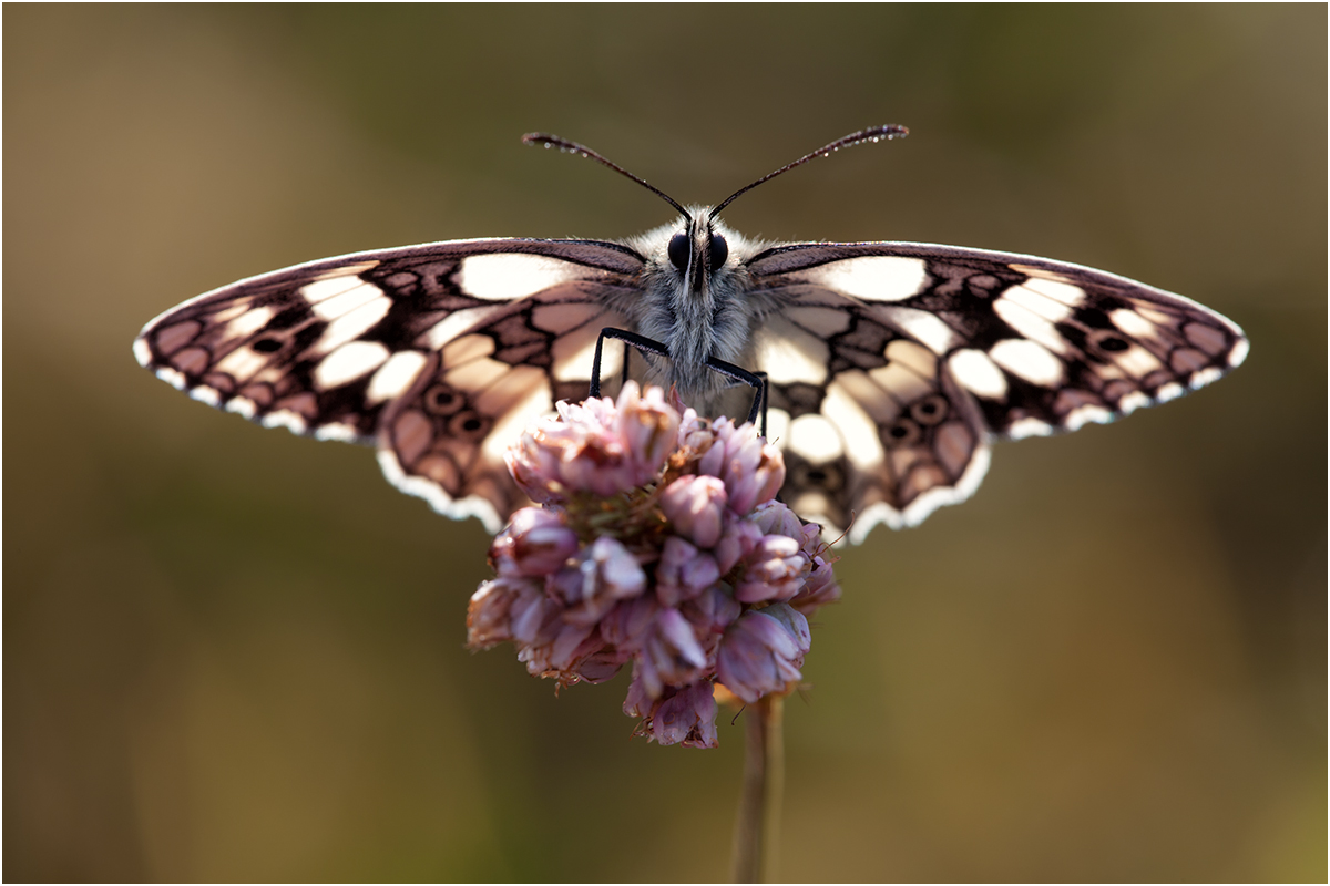 5139 Melanargia galathea - Schachbrettfalter.jpg