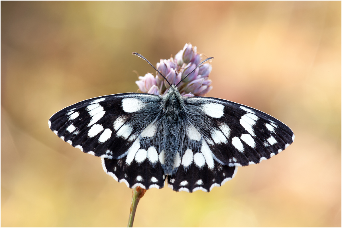 5119 Melanargia galathea - Schachbrettfalte.jpg