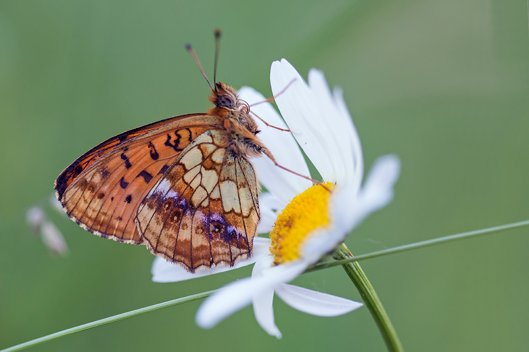 compPerlmuttfalter19.6.2013HinwilDSC_5440 88%.jpg
