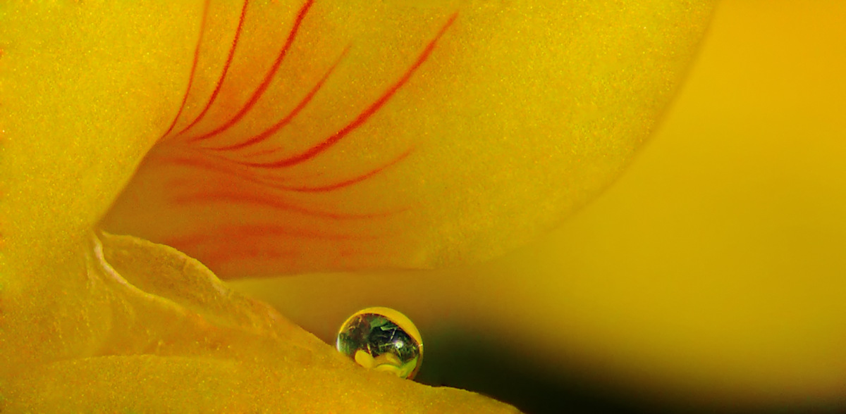 Tropfen in einer Hornkleeblüte.jpg