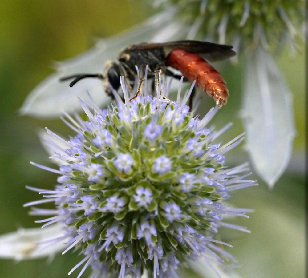 gx1_1070756.JPG