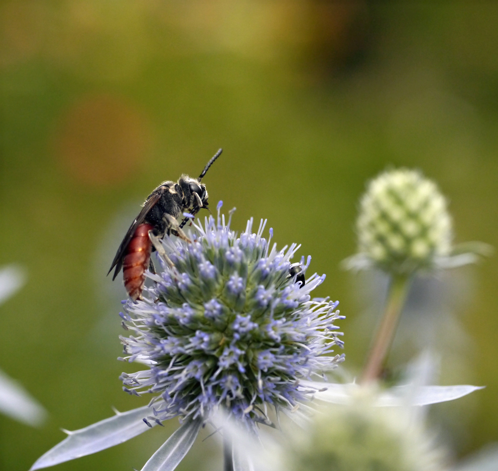 gx1_1070753.JPG