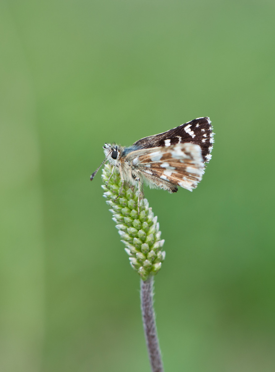 2013-Jul-THT-DSC_4895-1_099.JPG