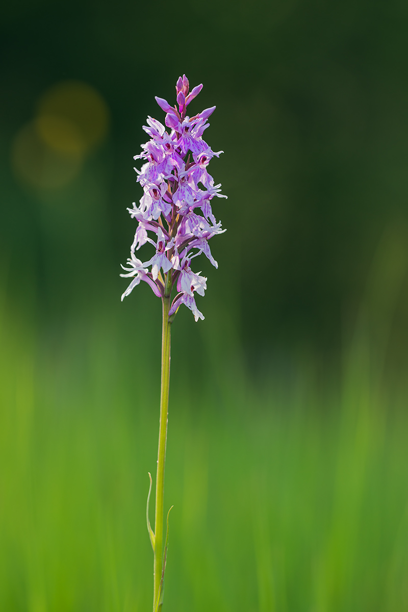 compFingerwurz13.7.2013BoggenbergDSC_6097 bearb.jpg