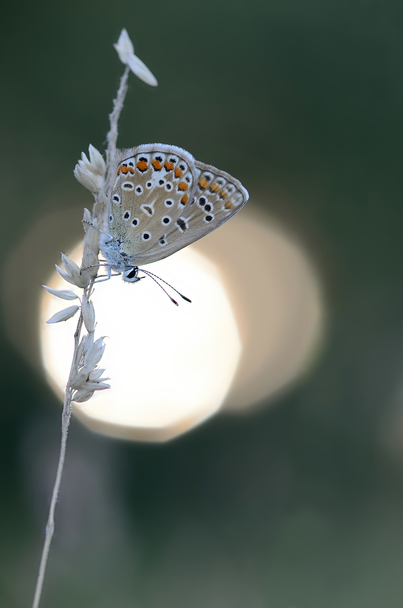 Gegenlichtbläuling.jpg