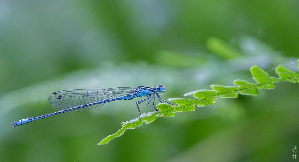 comp_1Hufeisen- Azurjungfer-6855.jpg