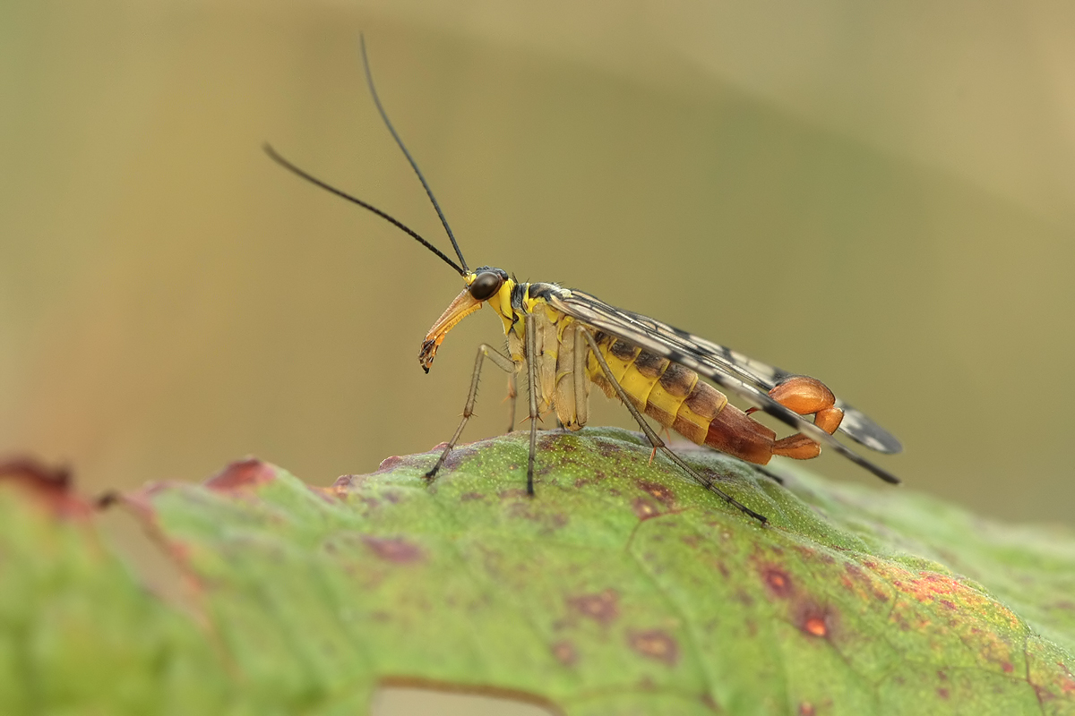 Skorpionsfliege_m_IMG_8341.jpg