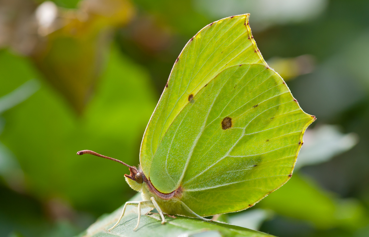 Gonepteryx rahmni.jpg