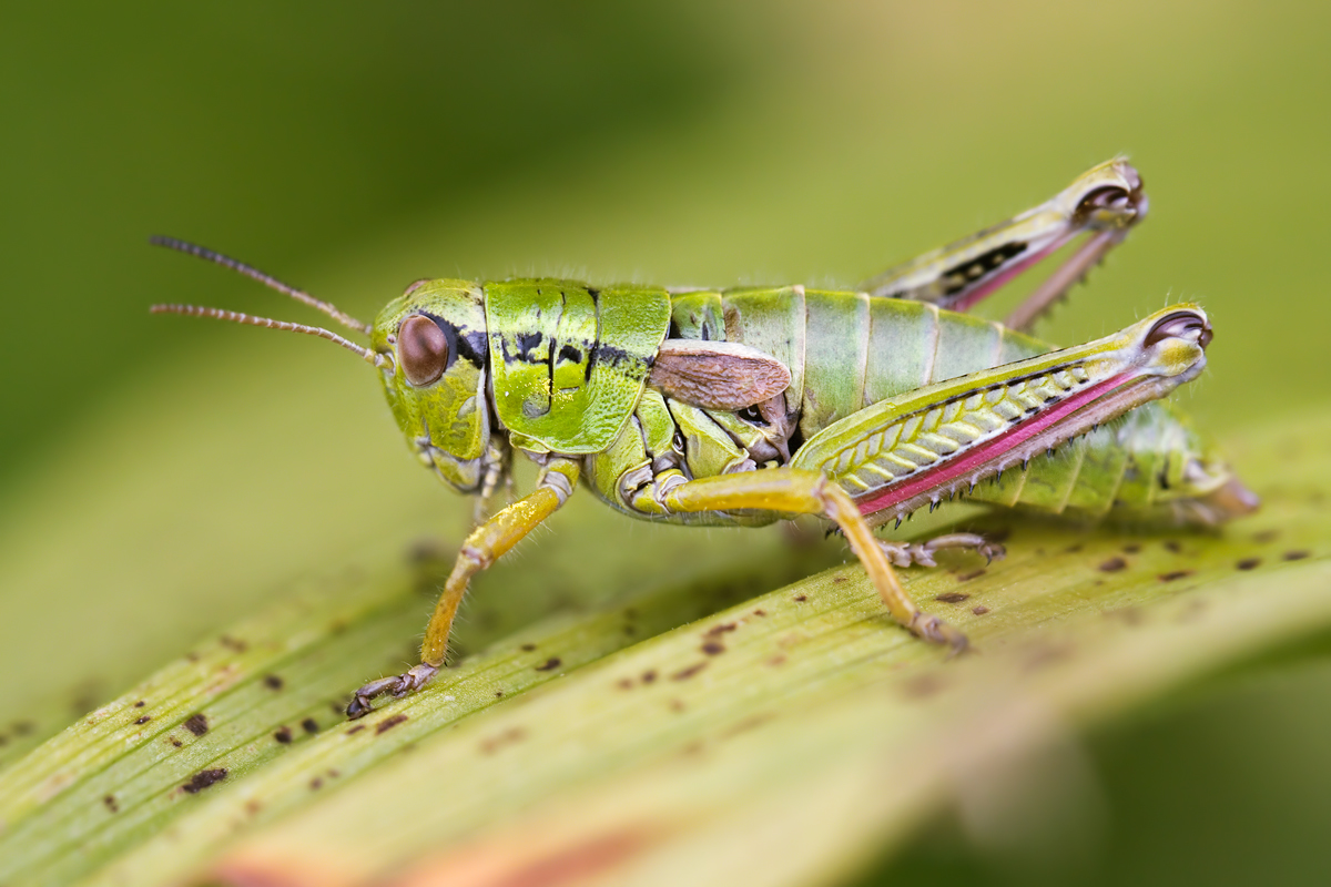 20130728_5231-mir_alpina.jpg