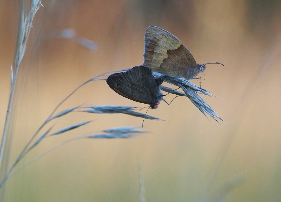 Ochsenaugenpaarung  iso 400  f 3.5  0.3 EV  100tel  31.07.jpg