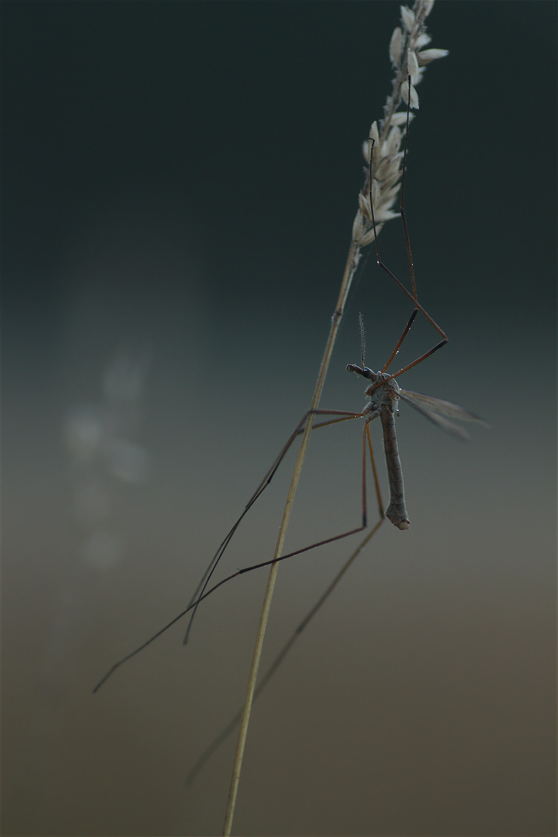 schnake07makro.jpg