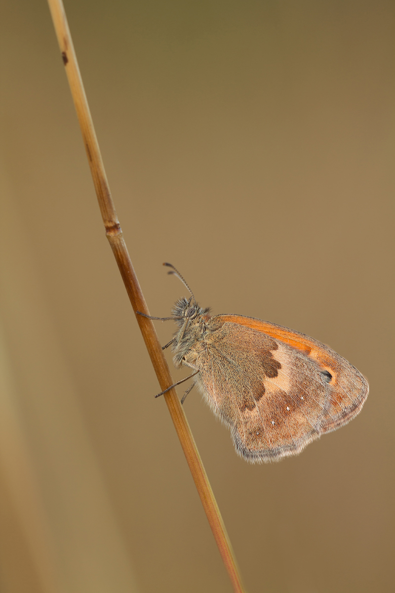 Wiesenvögelchen 2_bearbeitet-1.jpg